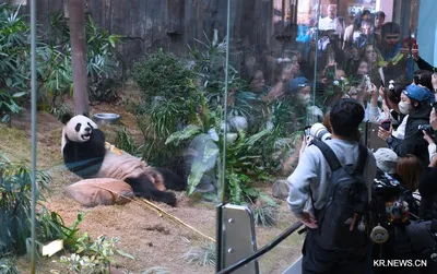 홍콩살이 시작한 사랑스러운 판다